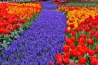 USA, Washington State, Skagit Valley. Garden display with tulips and grape hyacinth Art Print